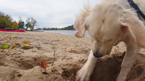 Смешной Милый Золотистый Ретривер Dog Puppy Копается Песчаной Яме Пляже — стоковое видео