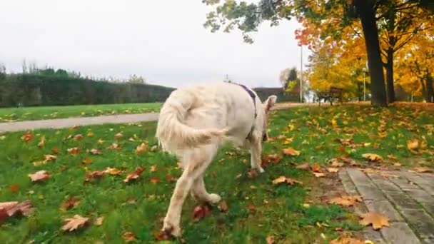 Rolig Söt Golden Retriever Dog Puppy Njuter Springa Fallen Gräs — Stockvideo