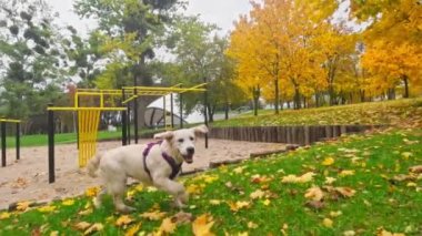 Komik Altın Avcı Köpek Köpek Yavrusu Dışarıda Sevimli Mutlu Oyun Zamanı 'nın tadını çıkarıyor