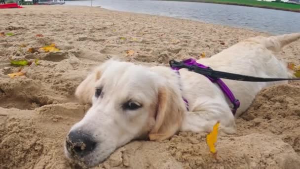 おかしい かわいいゴールデンレトリーバー犬犬犬はビーチサンドに嘘をつき 屋外で遊んでいる間 愛らしいと幸せを見ています — ストック動画