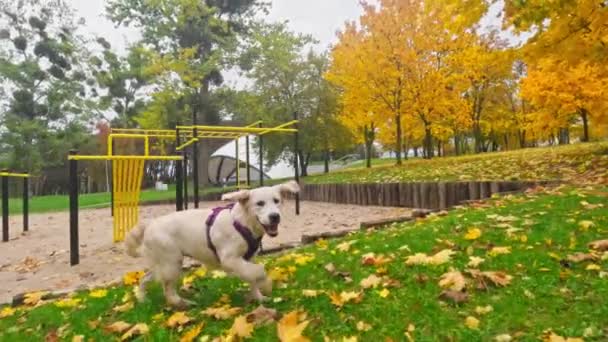 Смешной Милый Золотистый Ретривер Собака Щенок Наслаждается Прелестный Весело Играть — стоковое видео