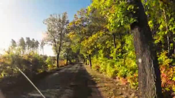 ファーストパーソンビュー 秋の森を介してアスファルト道路で運転車をキャプチャします — ストック動画