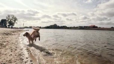 Sandy Shore Plajı 'ndan koşan ve suda oynayan sevimli, genç, altın av köpeği.