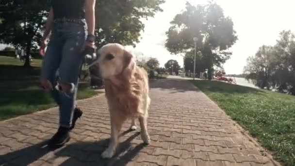 Κορίτσι Που Περπατά Ένα Χρυσό Σκύλο Retriever Στο Πάρκο Αργή — Αρχείο Βίντεο