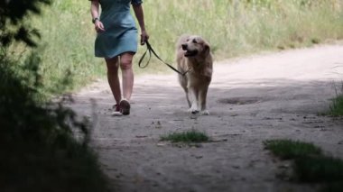 Golden Retriever köpeğiyle doğada dolaşan güzel bir kız. Safkan evcil köpeği olan genç bir kadın açık havada birlikte.