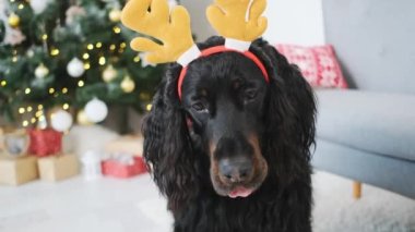 İskoç köpek evde şen şakrak giyiniyor.
