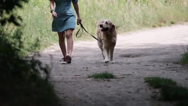 Chica Bonita Paseando Con Perro Golden Retriever Con Correa Naturaleza — Vídeos de Stock