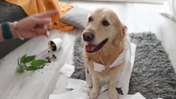 Golden Retriever Hund Ser Skyldig Flicka Ägare Efter Att Lekt — Stockvideo