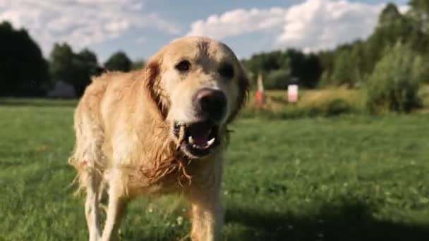 Cute Golden Retrietver Dog Correndo Livre Uma Grama Perto Acampamento — Vídeo de Stock