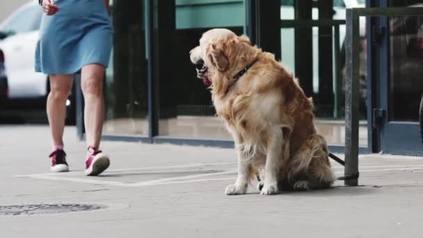 Eigenaar Meisje Pikt Wachtende Golden Retriever Hond Buurt Van Supermarkt — Stockvideo