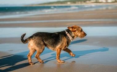 Köpek deniz kıyısında yürüyor. Şirin bir evcil köpek. Yaz günü okyanus kıyısında güzel bir gün.