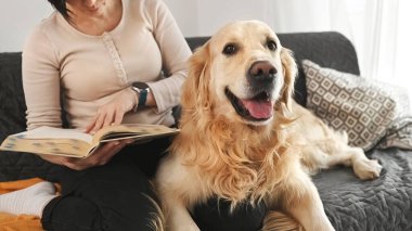 Golden Retriever köpeği olan güzel bir kız kanepede oturmuş kitap okuyor. Genç kadın ve safkan evcil köpek labrador edebiyat okuyor.