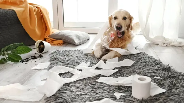 Golden Retriever Dog Playing Toilet Paper Living Room Purebred Doggy — Stock Photo, Image
