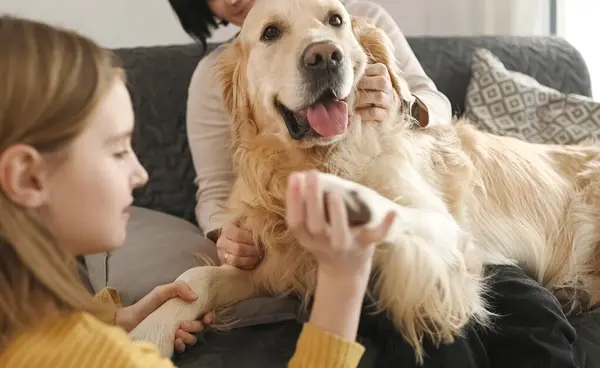 母親と娘は自宅でソファに座って黄金のレトリバー犬の足で遊んでいます 可愛いですティーン子供と若いです女性Petting Purebreedded犬ペット屋内 — ストック写真