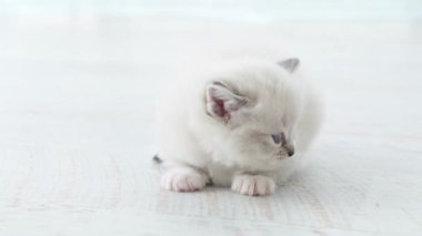 Büyüleyici oyuncak bebek kendini evinde hissediyor.