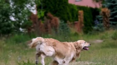 Golden retriever köpeği ağır çekimde koşuyor ve sahibiyle oynuyor.