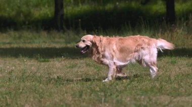 Golden Retriever köpeği Tonik olmadan doğada yürüyor. Yeşil çimenlerde koşan susamış safkan evcil köpek.