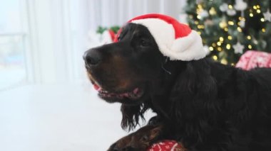 Noel Baba şapkalı İskoç köpek evdeki kanepede uzanıyor.