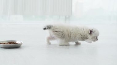 Küçük, şirin, beyaz kedi yavrusu Apartman zemininde koşuyor