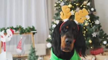 Şen şakrak giyinmiş İskoç köpek ve evde süslü Noel ağacının yanında oturan elf takımı.