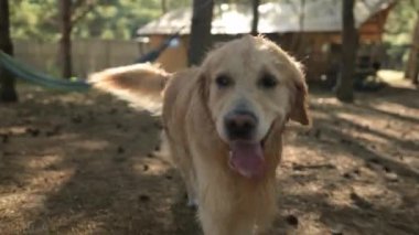 Güzel Genç Islak Altın Köpek Ormanda Yürüyor
