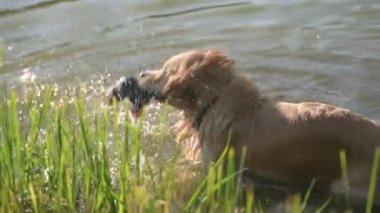 Golden Retriever Dog suda ördek oyuncağıyla oynuyor, köpek avlama eğitimi alıyor.