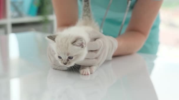 Nizza Piccolo Gattino Veterinario Mani Riceve Cura Clinica Veterinario — Video Stock