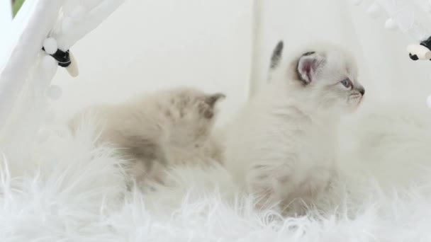 Два Прелестных Маленьких Котенка Играющих Дома Приносят Радость Смех Всем — стоковое видео