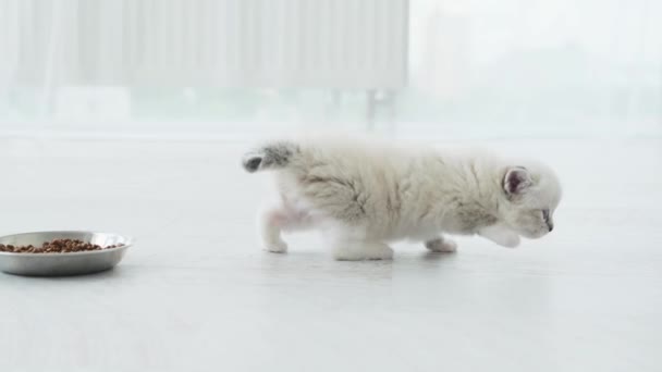 Pequeno Bonito Branco Gatinho Corre Através Chão Apartamento — Vídeo de Stock