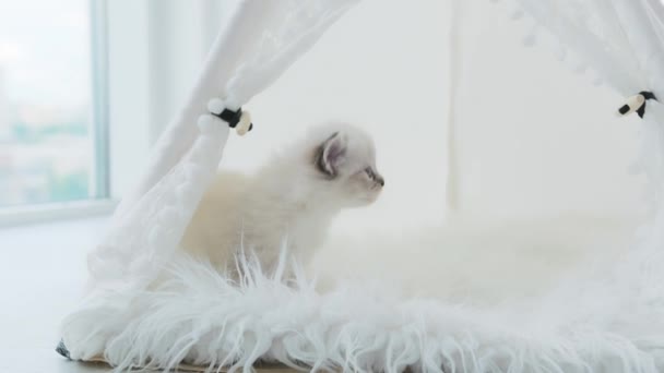 Roztomilé Kotě Hraje Doma Pěkné Bílé Malé Kočky Přináší Radost — Stock video