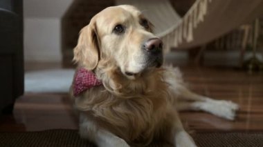 Golden Retriever köpeği yerde yatıyor ve tek başına eve bakıyor. Safkan evcil köpek odada dinleniyor.