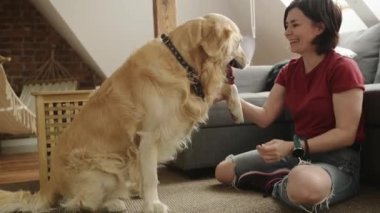 Golden retriever köpeği pençe veriyor güzel kız sahibi evde. Safkan evcil köpeğiyle çatı katında güzel bir genç kadın.