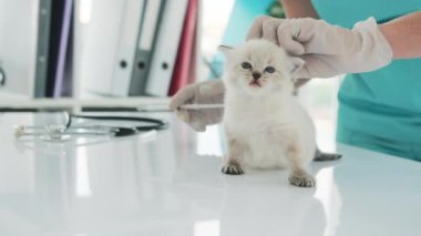 Veteriner Veteriner Veteriner Kliniğinde Sevimli Beyaz Kedi Yavrusuna Aşı Verdi