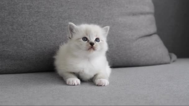 Adorable Agradable Pequeño Blanco Ragdoll Kitten Lounges Sofá — Vídeos de Stock