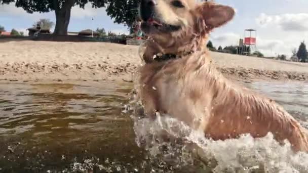 おかしいかわいいゴールデンレトリーバーの犬ジャンプと水で泳ぐ スローモーション — ストック動画