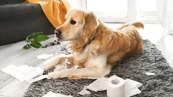 Złoty Pies Retriever Bawi Się Papierem Toaletowym Salonie Rozbił Roślinę — Zdjęcie stockowe