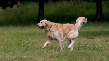 Golden retriever köpeği doğadaki güzel kız sahibine koşuyor. Safkan köpek labrador parkta yürüyen genç bir kadın.