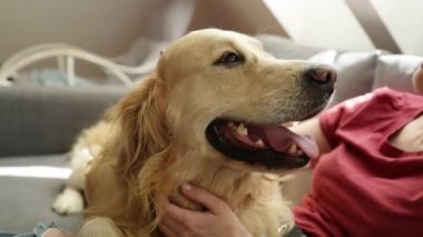 Güzel bir kız Golden Retriever köpeğini evde yakından okşuyor. Güzel genç kadın ve safkan evcil köpek çatı katında birlikte.