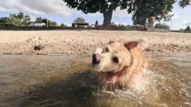 Kumsalda suda sallanan sevimli, altın av köpeği, ağır çekim.