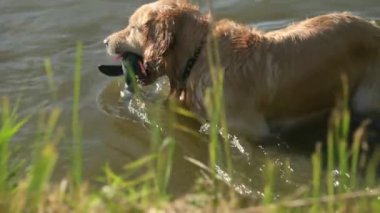 Suyun içinde ördek oyuncağıyla Altın Perde Köpeği, av köpeği eğitimi