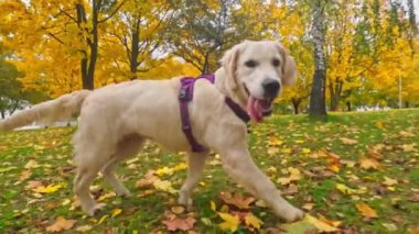 Komik, sevimli Golden Retriever Köpek Yavrusu Düşmüş Çimenlerde koşuyor, Dışarıda oynarken sevimli, mutlu bir ruhu somutlaştırıyor