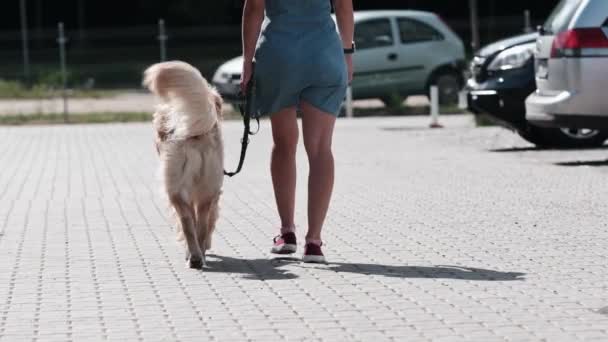 Mooi Meisje Loopt Met Golden Retriever Hond Aan Leiband Stad — Stockvideo