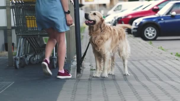 オーナーの少女はスーパーマーケットの近くで美しいゴールデンレトリーバー犬を待ってピックアップ — ストック動画