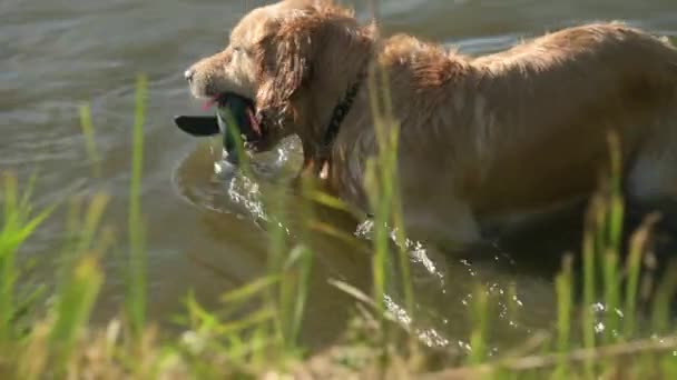 Golden Retriver Dog Con Juguete Pato Agua Entrenamiento Perro Caza — Vídeo de stock