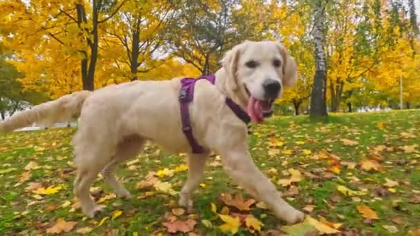 Engraçado Bonito Golden Retriever Cão Filhote Cachorro Corre Grama Caída — Vídeo de Stock