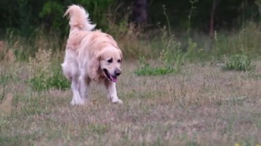 Golden Retriever köpeği yavaşça doğaya doğru koşuyor. Sevimli safkan köpek yazın açık havada parkta yürüyor.