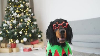 Şenlik kostümü giyen İskoç köpek ve yıldız gözlüklü evde süslü Noel ağacının yanında oturuyor.