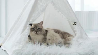 Paçavra Bebek Kedi Evinde Kedi Besliyor