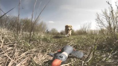 Golden Retriever köpeği koşuyor ve ördek oyuncağıyla oynuyor, ördek avı için bir köpeği eğitiyor.