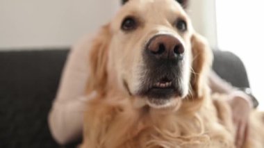 Güzel bir kız Golden Retriever köpeğini evdeki kanepede oturarak okşuyor. Safkan köpek evcil hayvanıyla güzel bir genç kadın..